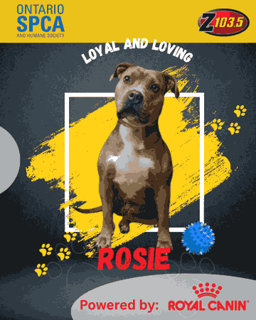 PET OF THE WEEK - ROSIE